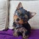 Yorkshire Terrier Puppies for sale in Glen Burnie, MD 21061, USA. price: NA