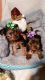 Yorkshire Terrier Puppies for sale in Minerva, OH 44657, USA. price: $700