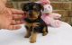 Yorkshire Terrier Puppies for sale in Little Rock, AR 72206, USA. price: $500