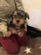 Yorkshire Terrier Puppies for sale in Texas City, TX, USA. price: $600