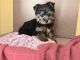 Yorkshire Terrier Puppies for sale in Poland, ME 04274, USA. price: $500