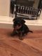 Yorkshire Terrier Puppies for sale in Texas City, TX, USA. price: $650