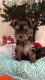 Yorkshire Terrier Puppies for sale in Sunny Isles Beach, FL 33160, USA. price: NA
