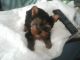 Yorkshire Terrier Puppies for sale in Yakima, WA 98902, USA. price: $900