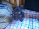Yorkshire Terrier Puppies for sale in Clear Lake, WI, USA. price: $675