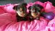 Yorkshire Terrier Puppies for sale in St. Louis, MO, USA. price: $500