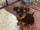 Yorkshire Terrier Puppies for sale in St. Louis, MO, USA. price: $300