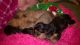 Yorkshire Terrier Puppies for sale in 3678 Mt Solomon Rd NW, Corydon, IN 47112, USA. price: $400