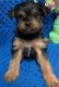 Yorkshire Terrier Puppies for sale in Charleston, WV 25326, USA. price: NA