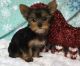 Yorkshire Terrier Puppies for sale in Bexley, OH 43209, USA. price: $500