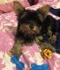 Yorkshire Terrier Puppies for sale in Clifton, NJ 07013, USA. price: $800