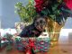 Yorkshire Terrier Puppies for sale in 1176 E County Rd 1500 N, Sullivan, IL 61951, USA. price: NA