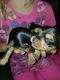 Yorkshire Terrier Puppies for sale in Acton, CA 93510, USA. price: NA