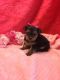 Yorkshire Terrier Puppies for sale in Coweta, OK, USA. price: $900