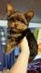 Yorkshire Terrier Puppies for sale in Shelbyville, IN 46176, USA. price: $1,000