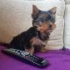 Yorkshire Terrier Puppies for sale in California Ave, Palo Alto, CA 94306, USA. price: $500