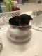 Yorkshire Terrier Puppies for sale in Eastpointe, MI 48021, USA. price: $850