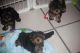Yorkshire Terrier Puppies for sale in Memphis, TN 38107, USA. price: $300