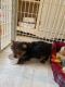Yorkshire Terrier Puppies for sale in Perry, IA 50220, USA. price: $750