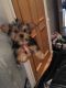 Yorkshire Terrier Puppies for sale in OH-664, Bremen, OH, USA. price: NA
