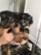 Yorkshire Terrier Puppies for sale in TX-153, Texas, USA. price: NA