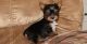 Yorkshire Terrier Puppies for sale in Little Rock, AR 72209, USA. price: $500