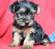 Yorkshire Terrier Puppies for sale in Milwaukee, WI, USA. price: $500