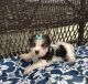 Yorkshire Terrier Puppies for sale in Tarpon Springs, FL 34690, USA. price: NA