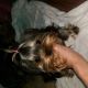 Yorkshire Terrier Puppies for sale in Cameroon Ct, The Villages, FL 32162, USA. price: $400