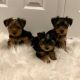 Yorkshire Terrier Puppies for sale in Montreal, QC, Canada. price: $200