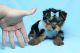 Yorkshire Terrier Puppies for sale in El Paseo Pl, Victoria, BC V9C 3V2, Canada. price: NA