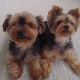 Yorkshire Terrier Puppies for sale in TX-153, Texas, USA. price: NA