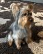 Yorkshire Terrier Puppies for sale in Brownstown Charter Twp, MI, USA. price: $400