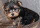 Yorkshire Terrier Puppies for sale in Hartford, CT 06104, USA. price: NA