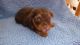 Yorkshire Terrier Puppies for sale in Watertown, NY 13601, USA. price: $1,500