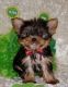 Yorkshire Terrier Puppies for sale in Barnett, MO 65011, USA. price: $1,500