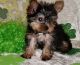 Yorkshire Terrier Puppies for sale in Brattleboro, VT 05301, USA. price: $500