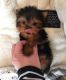 Yorkshire Terrier Puppies for sale in Fresno, CA 93720, USA. price: $400