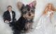 Yorkshire Terrier Puppies for sale in Beaumont, TX, USA. price: $500