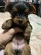 Yorkshire Terrier Puppies for sale in Paterson, NJ 07522, USA. price: $980