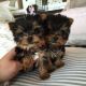 Yorkshire Terrier Puppies for sale in Melrose Ave N, Hamilton, ON, Canada. price: NA