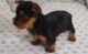 Yorkshire Terrier Puppies for sale in Baton Rouge, LA, USA. price: $650