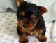 Yorkshire Terrier Puppies for sale in Lincoln, NE, USA. price: $650