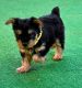 Yorkshire Terrier Puppies for sale in Beaverton, OR, USA. price: NA