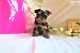Yorkshire Terrier Puppies for sale in Virginia Beach, VA, USA. price: $500