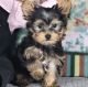 Yorkshire Terrier Puppies for sale in Anchorage, AK, USA. price: $400