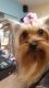 Yorkshire Terrier Puppies for sale in Ruidoso, NM, USA. price: $2,000