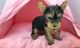 Yorkshire Terrier Puppies for sale in Warren, MI, USA. price: $500