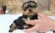 Yorkshire Terrier Puppies for sale in Birmingham, AL, USA. price: $650