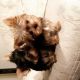 Yorkshire Terrier Puppies for sale in Mesquite, TX, USA. price: $1,200